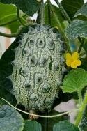 Kiwano