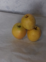 Délicedor , golrush ( cat 1 +65 )