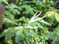 🐝miel de châtaignier