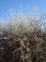 🐝miel de fleurs (aubepine)