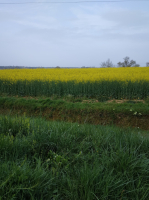 🐝miel de fleurs (colza)