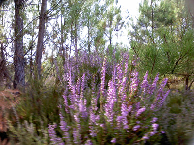 🐝miel fleurs de forêt