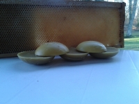 🐝cire d'opercules