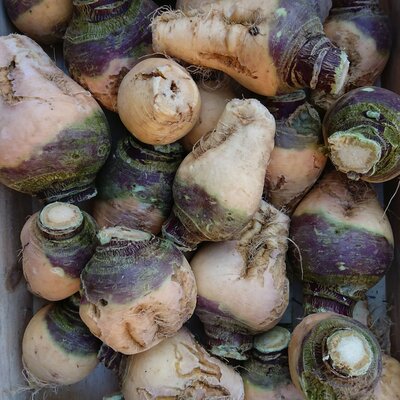 Rutabaga