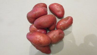 Pomme de terre nouvelle: chérie