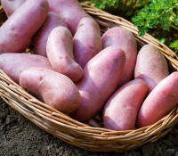 Pommes de terre cherie