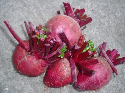 Betterave rouge