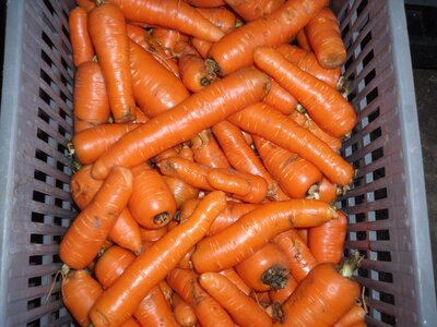 Carottes au kg