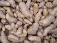 Pomme de terre  ' ratte '