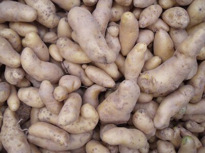 Pomme de terre  ' ratte '