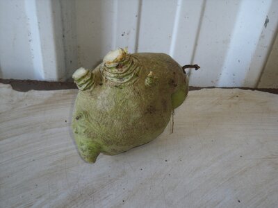 Rutabaga entre 500 gr et 650 gr
