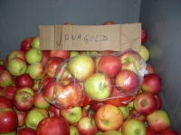 Sachet de 2 kg de jonagold