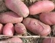 Pomme de terre rose