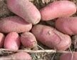 Pomme de terre rose