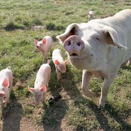 Côtes de porc pannées (sous vide)