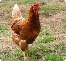 Cuisse de poulet