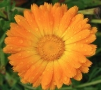 Capitules de calendula