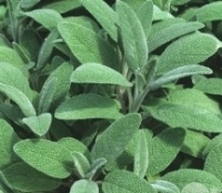 Sauge officinale