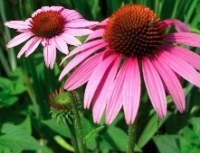 Echinacea