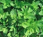 Menthe marocaine nanah