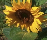 Ligules de tournesol