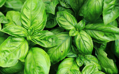 Basilic