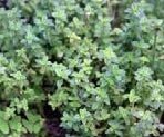 Thym citron