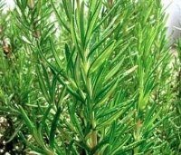 Boite saupoudreur romarin poudre