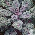 Chou kale rouge