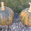 Courge shiatsu