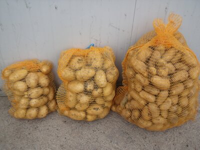 Pomme de terre  'charlotte'