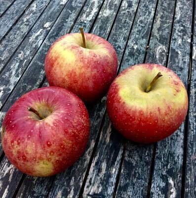 Pomme xeleven bio