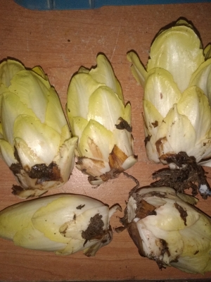 Endives de terre