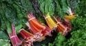 Blette couleur
