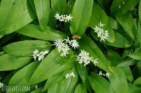 Spaetzle farine bio  de blé d'alsace à l'ail des ours