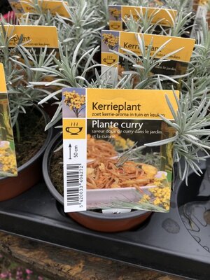 Plante de curry