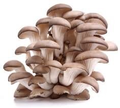 Pleurote