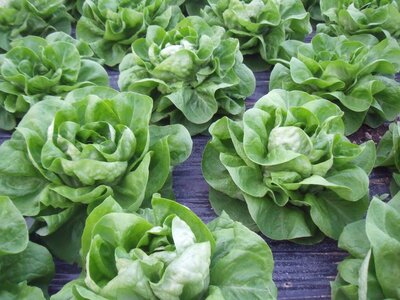 Salade laitue verte