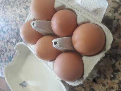6 oeufs poule plein air