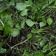 Mesclun