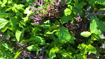 Mesclun - jeunes pousses