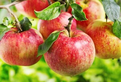 Pomme topaz