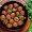 Boulette sauce aigre douce