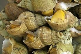 Bulot cuit