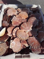 Coquille saint-jacques