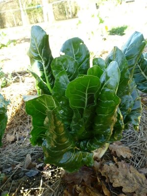 Poirée verte  bio
