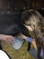 Lait pasteurisé de chèvre