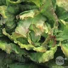 Plant de batavia rouge (x 12)