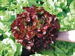 Plant feuille de chene rouge  x 12