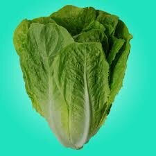Plant de romaine  x 12